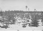 Anundsjö socken.
Klocken: Västra delen av östra hygget. Bränning 1904; utsådd tall (Ljusdal) 1905, förstörd genom uppfyrning; sådd 1906, hjälpsådd 1911; hygget inhägnat 1906 och 1908.
Foto: oktober 1916.
Fotograf: W. Wångström, Ö-vik
No. 24 i 