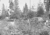 Anundsjö socken.
Östby: hygge öster om Lillsjön. Avverkning 1904. Strecksådd 1910 i förgrunden. Marbus kreation (?)
Foto oktober 1916.
Fotograf: W. Wångström, Ö-vik
No. 34 i 