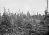 Anundsjö socken.
Skedom: strax öster om Grubbevägen nära rågången mot kronomarken Norra Solberg. Avverkning 1903 och 1916 (rensning) i dålig granskog. Hyggesreaktion.
Foto september 1916.
Fotograf: W. Wångström, Ö-vik
No. 10 i 