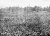 Anundsjö socken.
Skedom: Bergmyren. Tätt skuggande björk och vide klippt hösten 1915.
Foto september 1916.
Fotograf: W. Wångström, Ö-vik
No. 9 i 