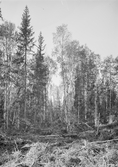 Anundsjö socken.
Brattsjö: Vid gamla timmerrännan. (se bild n:o 15 i Frans Kempe... ) Avverkning 1916.
Foto september 1916.
Fotograf: W. Wångström, Ö-vik
No. 16 i 