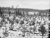 Anundsjö socken.
Klocken: östra hygget. Bränning 1904; utsådd tall (Ljusdal) 1905, förstörd genom uppfrysning; sådd 1906, hjälpsådd 1911; hygget inhägnat 1906 och 1908.
Foto Oktober1916.
Fotograf: W. Wångström, Ö-vik
Jämför N:o 24  i 