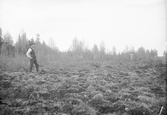 Anundsjö socken.
Innertellmo: Vildmyren. Påverkad av ovanför liggande odlingsdikning, utförd för 40 år sedan; dikad 1895. F. d. Sphagnum-papillosum-mosse. Numera 