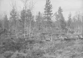 Anundsjö socken?
Foto hösten 1916?