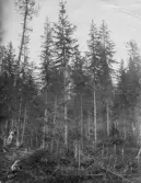 Anundsjö socken, Remmarbäcken. Stavargransgallring. Foto 1916