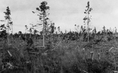 Anundsjö socken
Bureåborg: Hygge å Högliden c:a 420 m. ö. h. Restbestånd efter avverkning år 1907. Stark Aira-vegetation. Björk och rönn börjar återkomma.
Foto: K. E. Kallin 1922