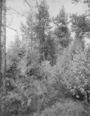 Björna socken.
Björna: Stormyren (vid kyrkbyn), myrens s.ö parti; före detta  Carex rostrata-kärr; torrlagt delvis genom järnvägen.
Foto: E. Melin 30/6 1915