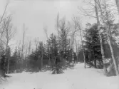 Vägseleskogen. Trakt: Navarträskliden södra sluttningen. Beståndsbild från brandfält 2.  Beståndet röjdes 1934. C:a 500 m över havet. Brandår 1868. Obs! Snöbrotten skedde vintern 1935-36.
Foto maj 1938: E. Hörling.