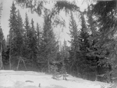 Vägseleskogen. Trakt: Navarträskliden, norra sluttningen omedelbart norr om landsvägen Vilhelmina-Lycksele. Beståndsbild från brandfält 3. Björken bortröjd c:a 1910. Höjd över havet c:a 420 m över havet. Brandår 1839.
Foto maj 1938: E. Hörling.