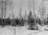 Vägsele och Slep(?). Trakt: Gäddträskliden, södra sluttningen.. Beståndsbild från brandfält 5. Höjd över havet c:a 430 m. Brandår 1820.
Foto: maj 1938. E. Hörling.