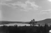 Skog
