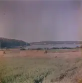 Äng med hö.