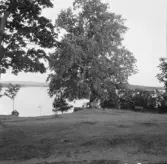 Borlänge, Stora Tuna, Ornässtugan, lind 1914.