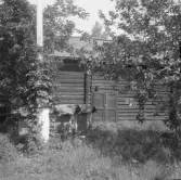 Torsång, Dalviksberg. Bikupor och boddörr hos Smass i Dalviksberg 1926.