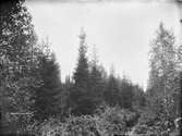 Gideå socken. Gideå bruk: Myren vid Hallströms. Dikning 1903, dikesrensning 1908, komplettering 1913-1914.
Foto september 1916.
Fotograf: W. Wångström, Ö-vik.
No. 42 i 