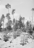 Anundsjö socken.
Östby: Östbyberget, hygget vid sommarvägen till Västanbäck. Avverkning (blädning) 1914.
Foto: oktober 1916.
Fotograf: W. Wångström, Ö-vik
No. 30 i 