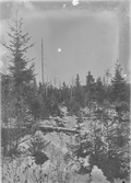 Anundsjö socken.
Remmarbäcken: Stavargransbeståndet norr om klockevägen. Stavargransgallring 1912-1913m.
Foto: oktober 1916.
Fotograf: W. Wångström, Ö-vik
No. 39 i 