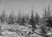 Anundsjö socken.
Kubbe: icke bränt hygge väster om Risbäcksvägen. Avverkning 1904 och 1911 (rensning) Så gott som uteslutande marbuskgran, som reagerat.
Foto oktober 1916.
Fotograf: W. Wångström, Ö-vik
No. 3 i 