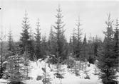 Björna socken.
Björnsjö: Vättjärnshygget. Reaktion efter dikning(1912)
Foto oktober 1916.
Fotograf: W. Wångström, Ö-vik
No. 52 i 