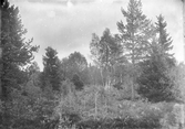 Gideå socken.
Gideå bruk: Hålforsmyren. Frostskadad skog.
Foto september 1916.
Fotograf: W. Wångström. Ö-vik.
No 44 i 