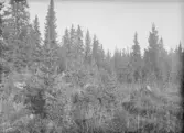 Skaraborg, Lycksele s:n.
Foto från punkt nr 11 belägen i rågången mot Rönnfors, avd.___3___ (hygge) i 
                       334 II 17 (indeln.karta 1936.)
Föryngringsyta med såddplantor och naturlig föryngring i förgrunden. längst bort i bakgrunden synes avd.   ___18___ 
                                        0100 V 75 
Foto: Aug. 1936
Blidberg