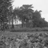 Borlänge, Torsång, L.Ornäs. Tallar vid Faxvik, 1921-1926.