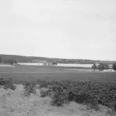 Borlänge, Torsång, L.Ornäs. Vik av Ornäs, Haganäs och Tomnäs från St.Ornäs Ösjön, 1921-1926.