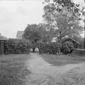 Borlänge, Torsång, Sunnanö från Lidmans. Mangården 1921-1926.