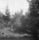 Falun, Vika, Hosjö, Nynäs 1926.