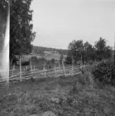 Falun, Sundborn, Rostberg. Övre Rostberg från Hultåsa.