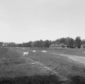 Borlänge, Rommehed.