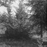 Falun, Vika, Hosjö, Nynäs 1926.