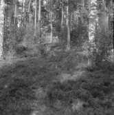 Falun, Vika, Hosjö, Adriansberg 1926.