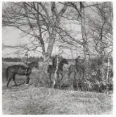 Sista motionsritten våren 1959, innan regementets hästar avvecklades. Deltagare vid ritten till bl a Kronobergs slottsruin: överstelöjtnant Anderberg. kaptenerna Råsbäck, Remberg, Håkansson, löjtnant Carlsson, fänrikarna Klinthof och Carlsson.