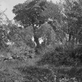 Falun, Källslättens gård och trädgård. Lönnen vårdträdet i mitten.