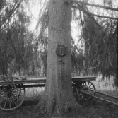 Falun, Mörtsjöbo, Vällgården. Fridlyst ormgran.