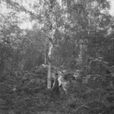 Falun, Kårsgården, Götgården. Korsgården, stor gammal husgrund i hage.