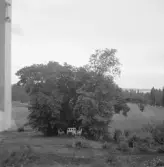 Falun, Tomsarvet, Gassarvet, Stussarvet, Berg. Lövsal vid nedre Gassarvet.