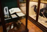 Vänersborgs museum. Afrikanska fågelsalen, jubileumsmonter