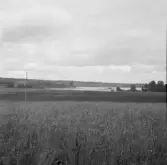 Borlänge, Torsång, Vik av Ösjön vid Ornäs 1921-1926.