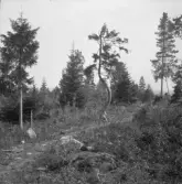 Falun, Vika, Hosjö, Livens berg 1926.