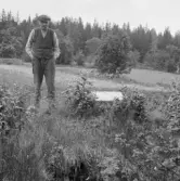 Falun, Källslättens gård och trädgård. Gammal Sälgstubbe, Källslätten.