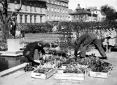 Två män arbetar med att planterar blommor i museiparken medan en kvinna sitter på en parkbänk bredvid. Eric Grates 