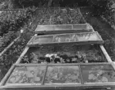 Trädgårdsland vid CV:s koloniträdgårdar, 1960-tal