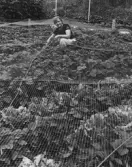 Jordgubbsodling i koloniträdgårdarna vid CV, 1960-tal