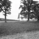 Borlänge, Torsång, L.Ornäs. Ornäsbjörkar mellan två ekar. 1921-1926.
