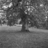 Falun, Kårsgården, Götgården, Korsgården, Götgårdslinden och Kapten Klingwall.