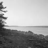Falun, Runn med kyrktornen, Kristine kyrka, Stora Kopparbergs kyrka i bakgrunden 1926.