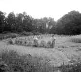 Skördearbete i Långenäs