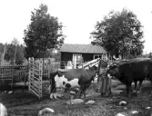 Norrbo fäbod, Torsåker, Hofors kommun. En kvinna och en flicka tillsammans med några kor.